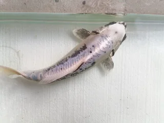 A Graded Show Koi (15cm+) - R270 Each (September Sale)