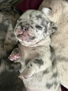 French bulldog puppy for sale