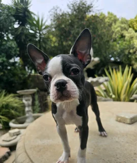 Boston Terrier