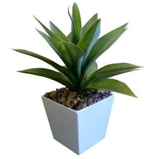 Agave In   Flair Pot