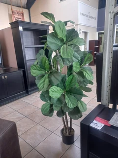 5FT   FIDDLE FIG TREE