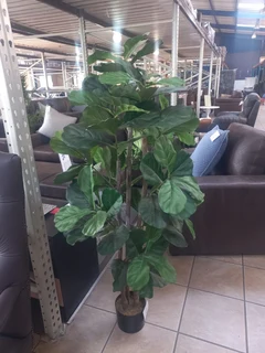 5ft   Fiddle Fig Tree
