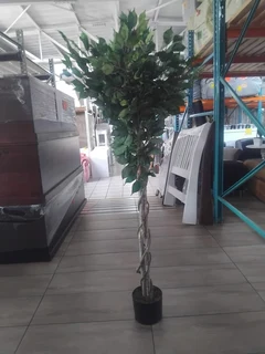 3ft   Ficus Toupairy