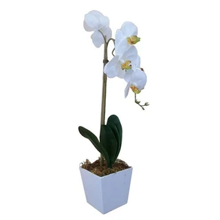 Orchid   In Flair Pot