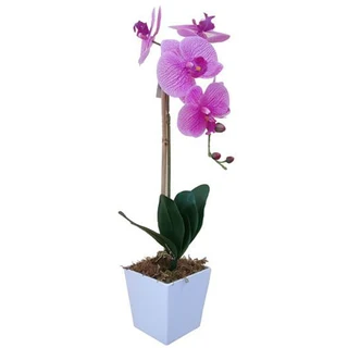 ORCHID   IN FLAIR POT