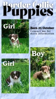 Brown and White Border collie puppies