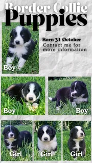 Black & white Border Collie puppies