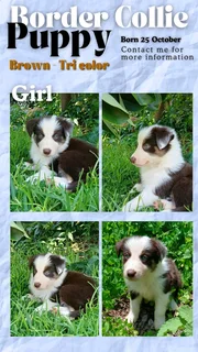 Tri-color border collie puppy