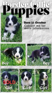 Black &amp; white Border Collie puppies