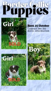 Brown and White Border collie puppies