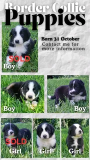 Black & white Border Collie puppies