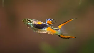 Endler Guppies