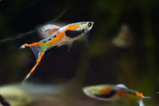 Endler Guppies
