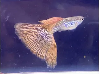 Purestrain Guppies