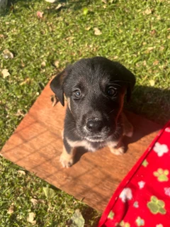 Labrador X male puppy
