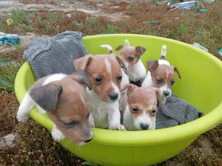 Jack Russel pups