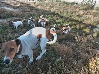 Jack Russel pups
