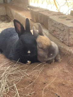 Pets - Ad posted by Zba4Nak