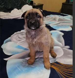 Belgian Malinois Puppies