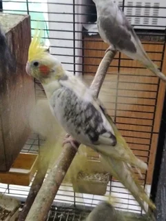 Aviary Cockatiels