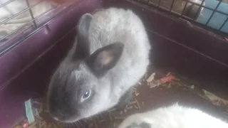 Adorable dwarf rabbit ( Description read)