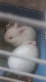 Lovely dwarf bunny rabbit