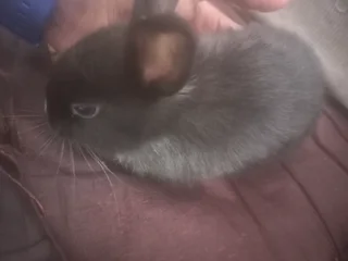 Small size rabbit dwarf( pls read description)