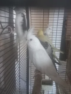 Mixed Color Cockatiel