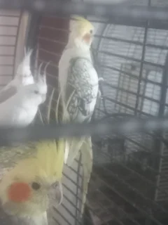 Cockatiel healthy bird