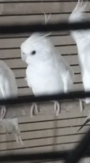 White cockatiel