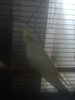 Breeding Pair Cockatiel