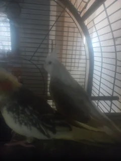 Beautiful Cockatiels
