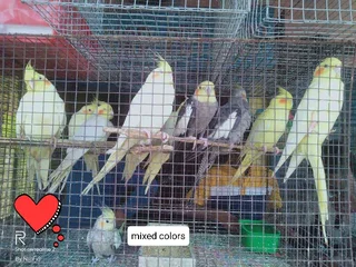 Healthy lovely colorful cockatiel