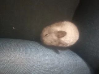 Dwarf rabbit for sale friendly and tame