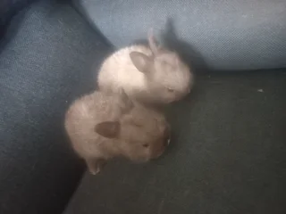 Dwarf Rabbits  Adorable Dwarf Bunnies Available