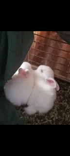 Dwarf rabbit dwarf size d