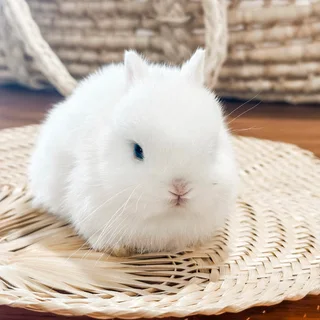 Dwarf bunny rabbit
