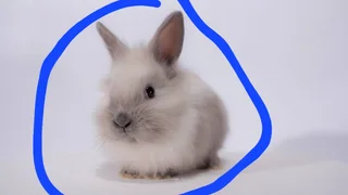 Dwarf Rabbit Special