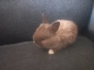 Dwarf Rabbit from R350