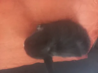 Dwarf size rabbit last 1