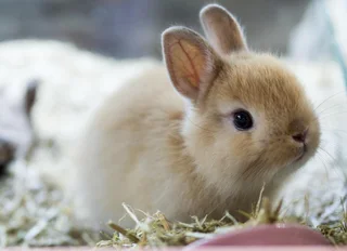 Rabbits for sale Dwarf