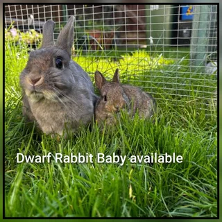 Tiny Ears, Big Hearts – Get Your Dwarf Bunny Today!