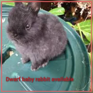 Dwarf Sized Hoppers Dwarf Rabbits