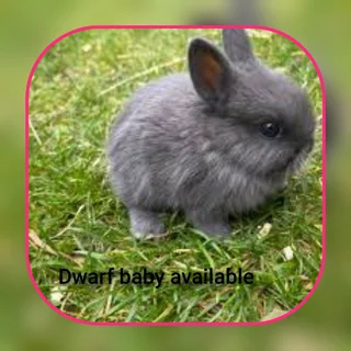 Mini Colorful Hoppers Dwarf Size Rabbit