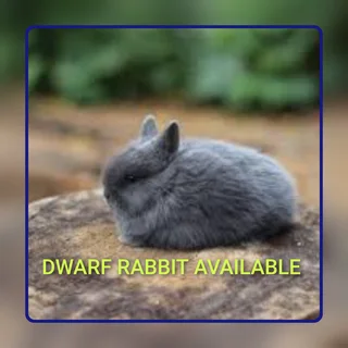 Small Bunny Giant Cuteness Dwarf rabbit