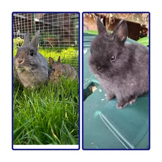 Mini Marvel's of the Dwarf Rabbit World