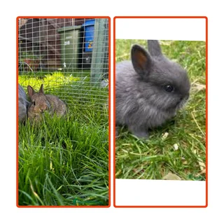 Small size big heart rabbits with cuteness