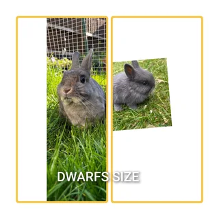 Bundles of Joy Rabbit bunny's