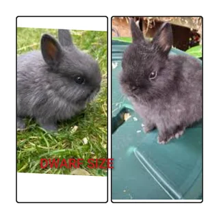 Little bundle dwarf rabbit joyful loving bunny