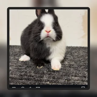 Cute playful domestic dwarf rabbit